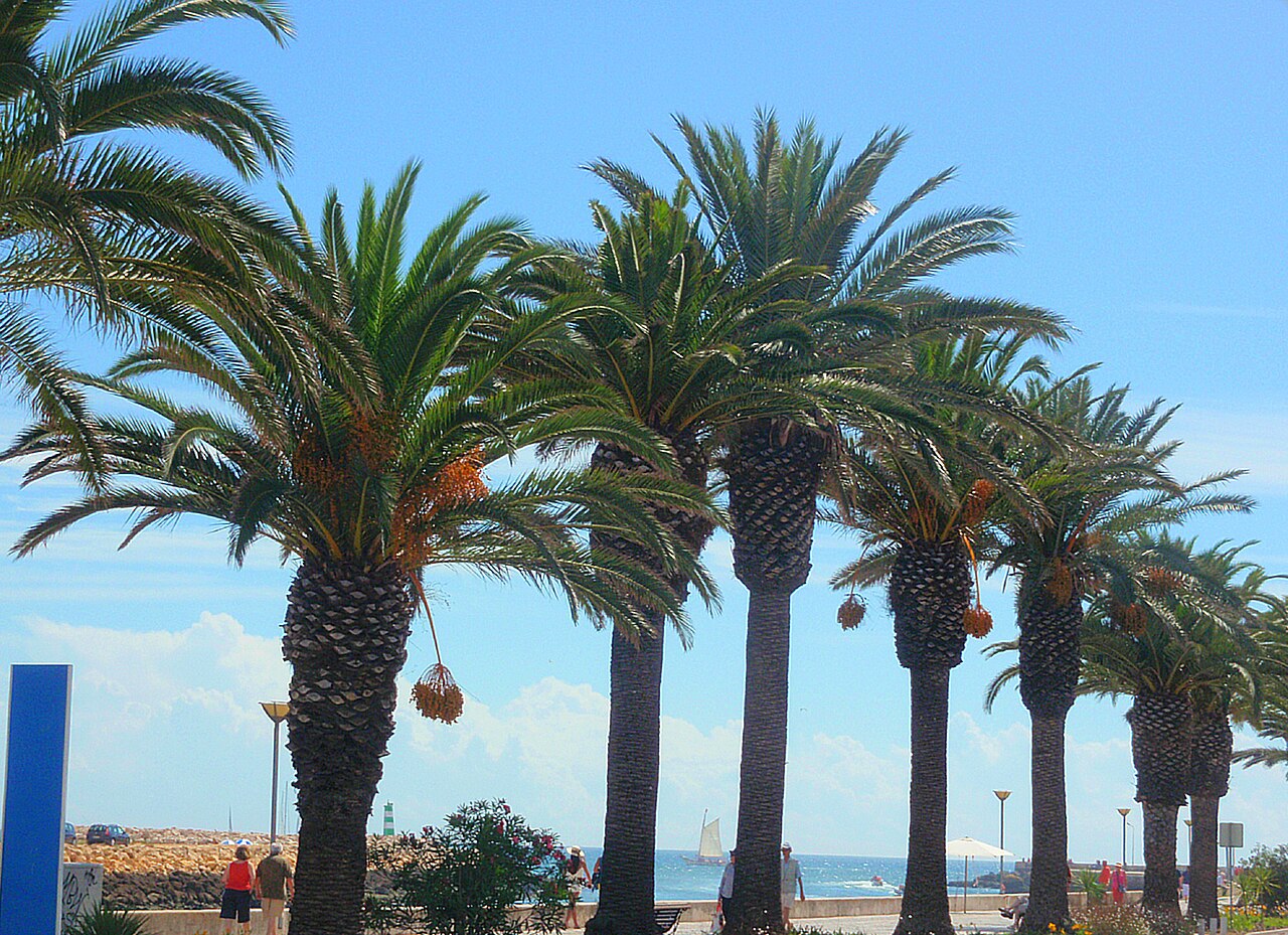 Best Things to Do in Lagos: A Local's Guide to the Algarve's Gem