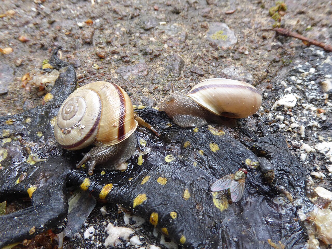 Festa do Caracol — Faro Snail Festival